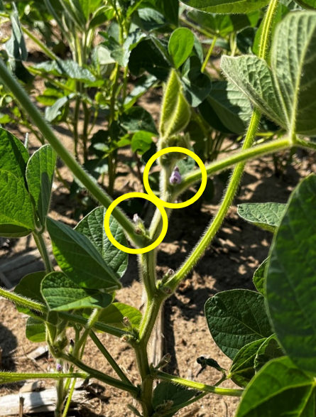 Soybean (MG 2.1) at full flower (R2) in St. Joseph County. Note the flowers at both of the top two nodes in this plant.
